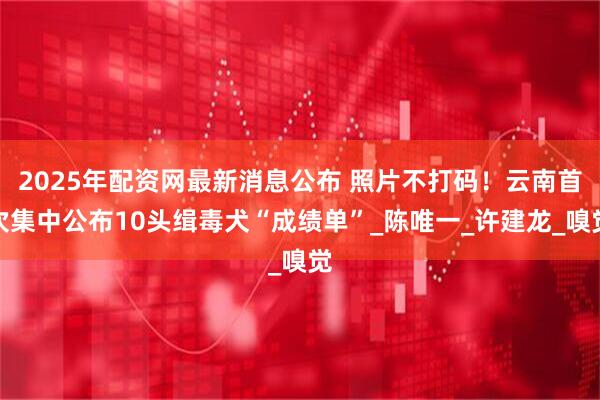 2025年配资网最新消息公布 照片不打码！云南首次集中公布10头缉毒犬“成绩单”_陈唯一_许建龙_嗅觉