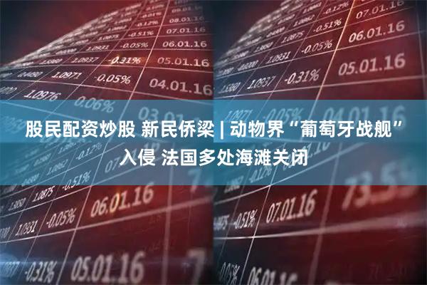 股民配资炒股 新民侨梁 | 动物界“葡萄牙战舰”入侵 法国多处海滩关闭